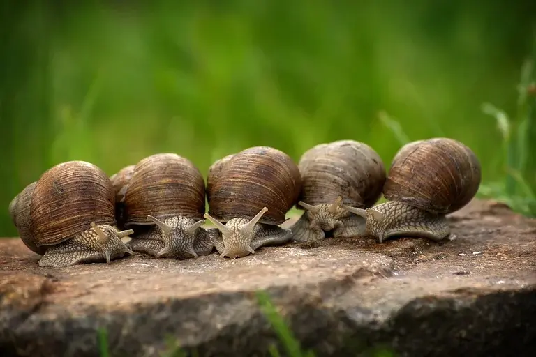 caramujo, caracol, lesma, concha, curiosidades, animais, habitat, reprodução, hibernação, estivação, caramujo gigante africano, escargot, meio ambiente