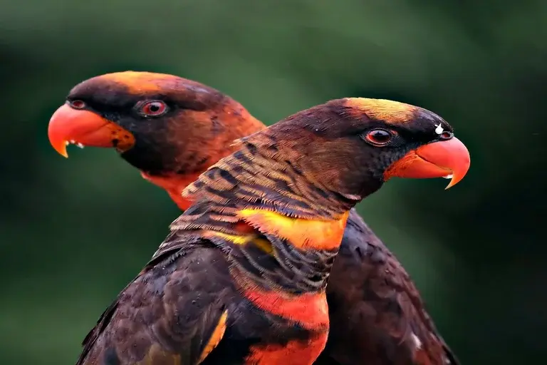 Papagaio Laranja, Amazona amazonica, curiosidades, Amazônia, aves, habitat, alimentação, reprodução, conservação, papagaio falante