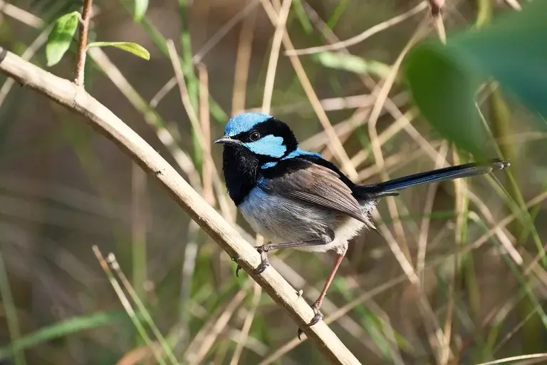 Soberba-fada, ave da Nova Guiné, ritual de acasalamento, plumagem, conservação, natureza, biodiversidade