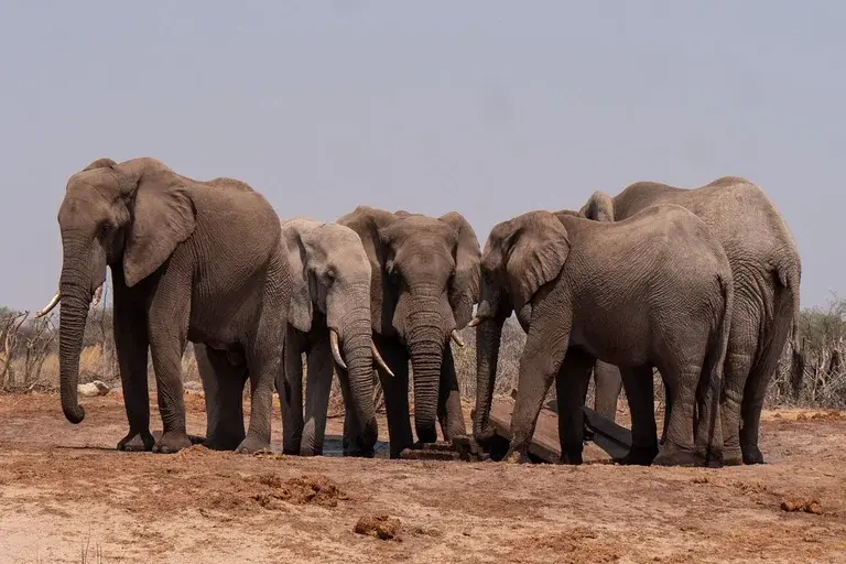 Elefantes, inteligência, memória, cérebro, comportamento, social, emoções, comunicação, conservação, caça ilegal, habitat