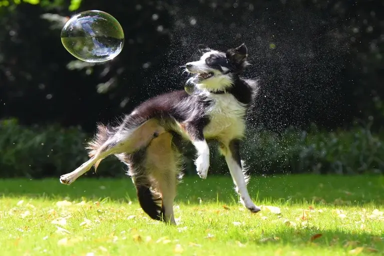 Border Collie, tosa para Border Collie, tipos de tosa, tosa higiênica, tosa na tesoura, tosa com máquina, stripping, pelagem dupla, cuidados com a pelagem, saúde do cão