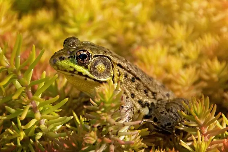 Rã-touro, Anfíbios, Espécies Invasoras, Biodiversidade, Impacto Ambiental, Controle de Espécies Invasoras, Conservação da Fauna, Educação Ambiental