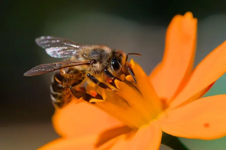 abelhas, polinização, importância das abelhas, tipos de abelhas, ameaças às abelhas, como proteger as abelhas, biodiversidade, segurança alimentar, ecossistema, abelha melífera, colmeia, pesticidas, mudanças climáticas, flores que atraem abelhas