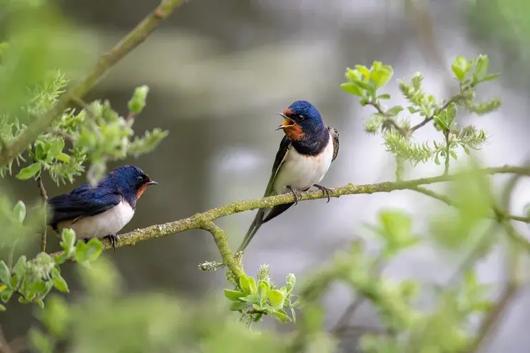 andorinhas de celeiro, Hirundo rustica, aves migratórias, ninhos, comportamento, reprodução, alimentação, habitat, distribuição, migração, importância ecológica, cultura, folclore, conservação, curiosidades, observação de aves