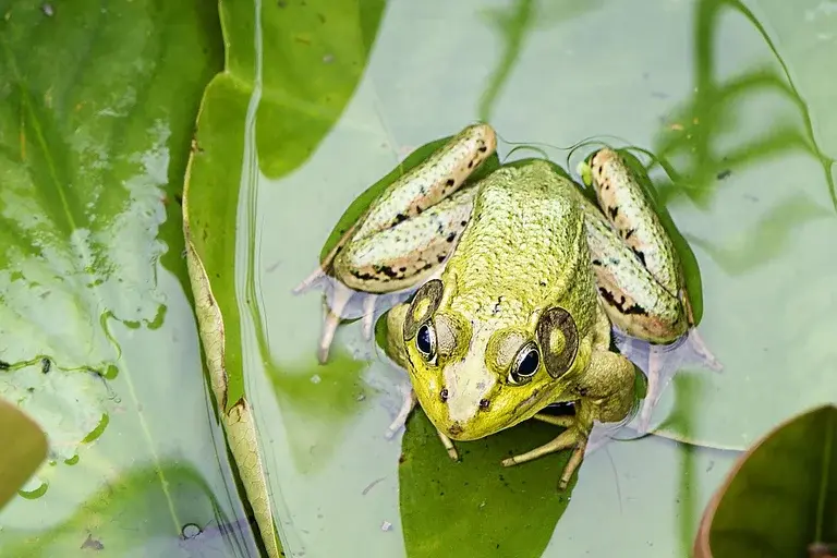 Anfíbios, sapos, rãs, pererecas, salamandras, tritões, cobras-cegas, metamorfose, girino, pele úmida, ectotermia, fecundação externa, anuros, urodelos, ápodes, ecossistema, conservação