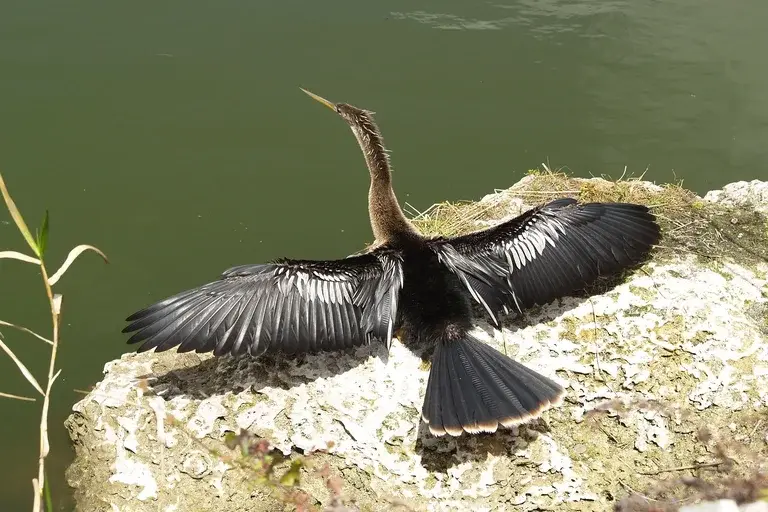 Anhinga, Biguatinga, Pássaro-serpente, Ave aquática, Mergulhadora, Zonas úmidas, Habitat, Comportamento, Observação de aves