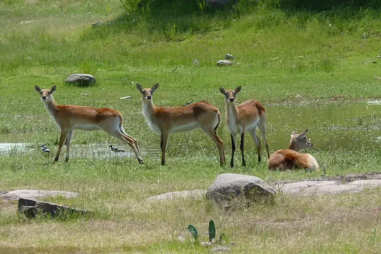 antílopes, savana africana, características, habitat, alimentação, comportamento, reprodução, predadores, conservação, curiosidades