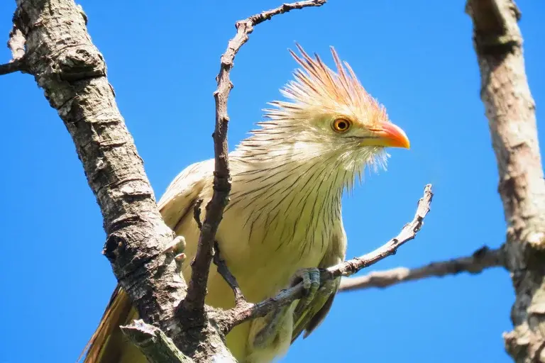 Anu-branco, Guira guira, ave brasileira, cuckoo, fauna brasileira, observação de aves, aves silvestres, canto de aves, ecologia, meio ambiente, Mata Atlântica, Cerrado, Caatinga, Pampa, Pantanal