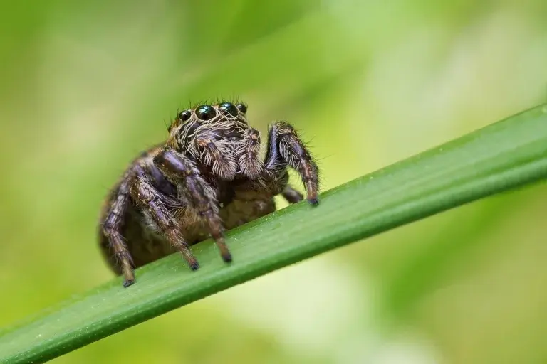 aranhas, aracnídeos, anatomia, comportamento, alimentação, reprodução, habitat, veneno, teia, seda, mitos, verdades, curiosidades