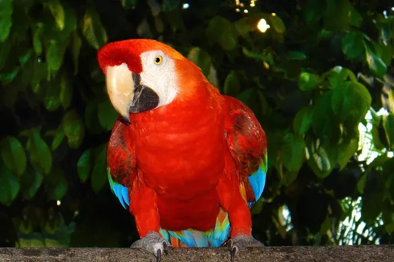 araras, aves, cores, inteligência, habitat, Amazônia, conservação, extinção, desmatamento, tráfico de animais