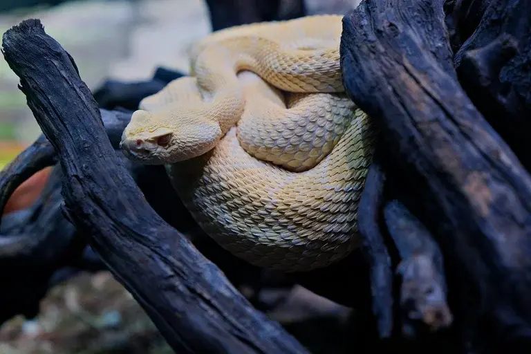 Cobras mais venenosas, Taipan, Víbora da Morte, Mamba Negra, Krait Malasiana, Cobra Marrom, Serpente Tigre, Naja Indiana, Cascavel, Cobra Coral, veneno, picada de cobra, prevenção, primeiros socorros