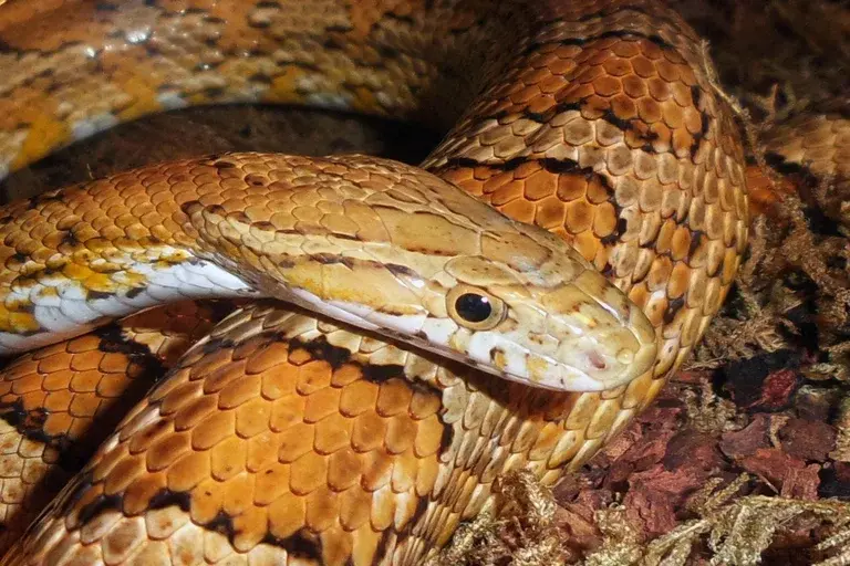 cobras, serpentes, importância, ecossistema, meio ambiente, controle populacional, cadeia alimentar, saúde humana, conservação, biodiversidade,