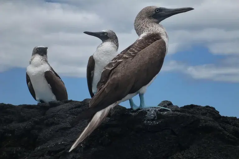 Atobá, ave marinha, mergulho, pesca, habitat, reprodução, conservação, Fernando de Noronha, Ilha da Trindade, espécies, alimentação