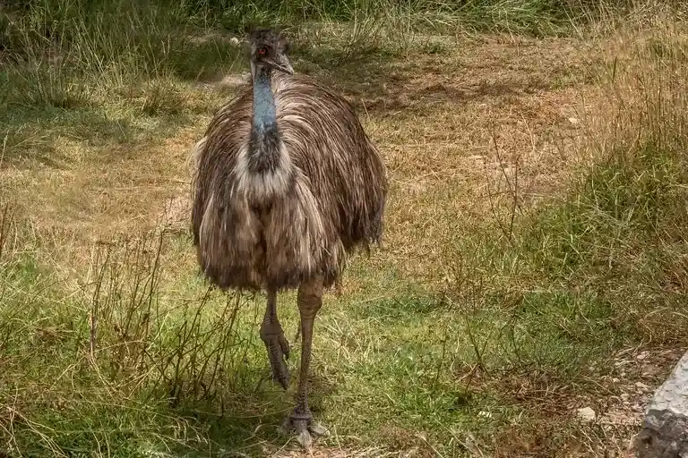 Avestruz, Ave não voadora, África, Savana, Deserto, Velocidade, Altura, Habitat, Comportamento, Conservação