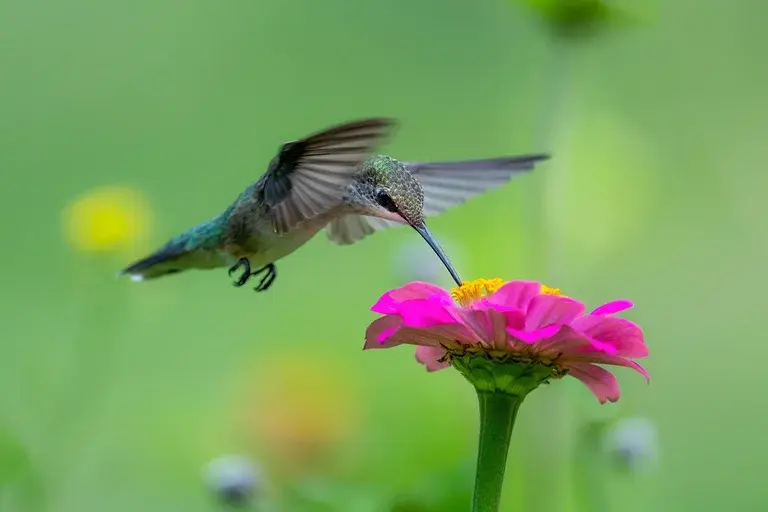 Beija-flor, Atrair beija-flor, Alimentar beija-flor, Plantas para beija-flor, Beija-flor alimentação, Beija-flor habitat, Conservação beija-flor