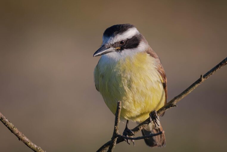 bem-te-vi, Pitangus sulphuratus, ave, pássaro, canto, habitat, alimentação, comportamento, reprodução, curiosidades, ameaças, conservação, jardim