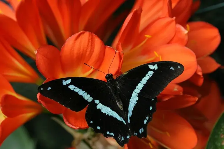 Borboletas, metamorfose, natureza, polinização, jardim, flores, curiosidades, beleza, transformação, simbolismo,