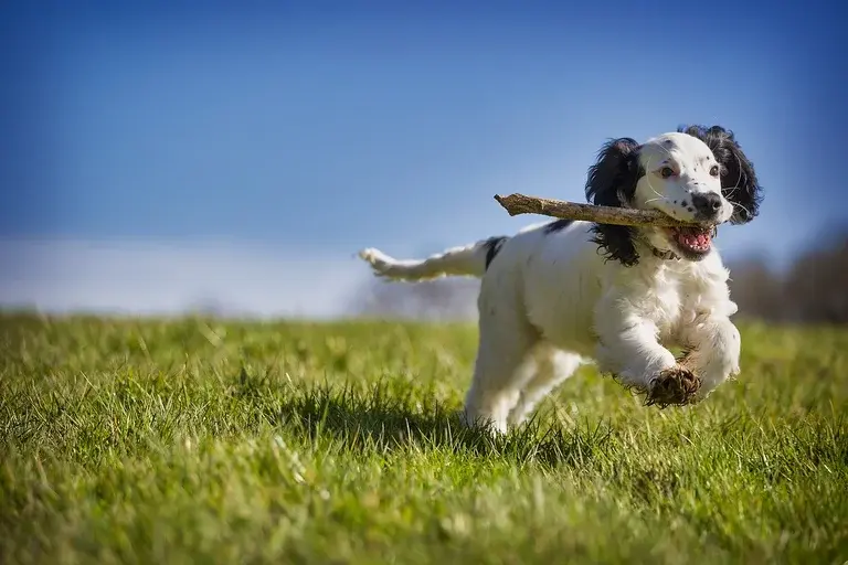 cachorro pode comer alga, algas para cachorro, alga nori cachorro, benefícios da alga para cachorro, riscos da alga para cachorro, como oferecer alga para cachorro