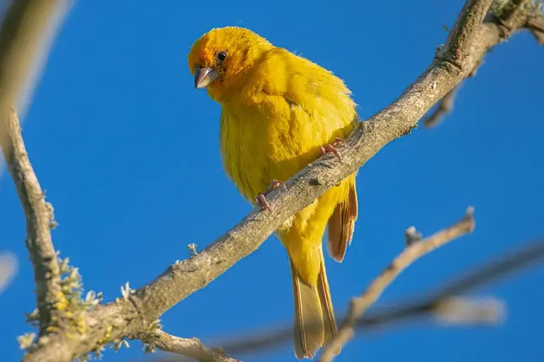 Canário-da-terra-verdadeiro, Sicalis flaveola, aves brasileiras, observação de pássaros, canto de pássaros, fauna brasileira, conservação de aves, habitat natural, alimentação de aves, reprodução de aves