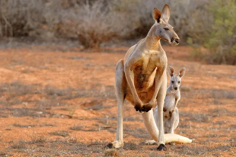 Cangurus, marsupiais, fauna australiana, animais selvagens, biologia animal, conservação de animais