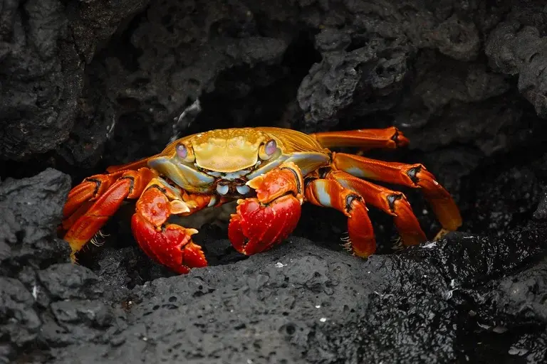 caranguejo, crustáceo, biologia, comportamento, ecologia, manguezal, conservação, ameaças, curiosidades, caranguejo-uçá, caranguejo-eremita, caranguejo-aranha-gigante