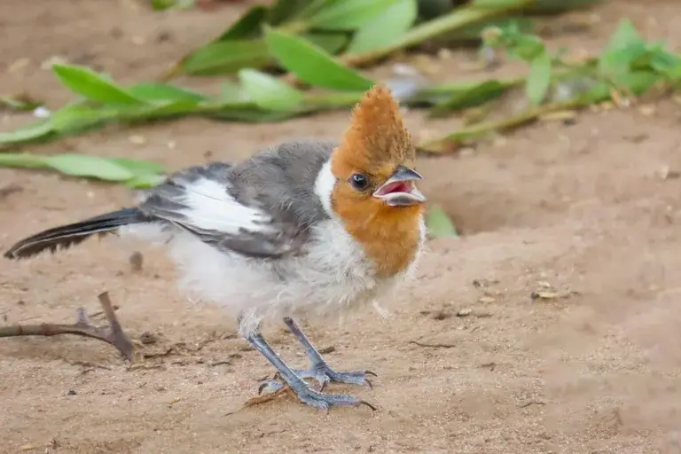 Cardeal Paroaria Coronata, Cardeal-de-topete-vermelho, Galo-de-campina, ave símbolo do sul, pássaros do Brasil, fauna brasileira, canto de aves, observação de aves