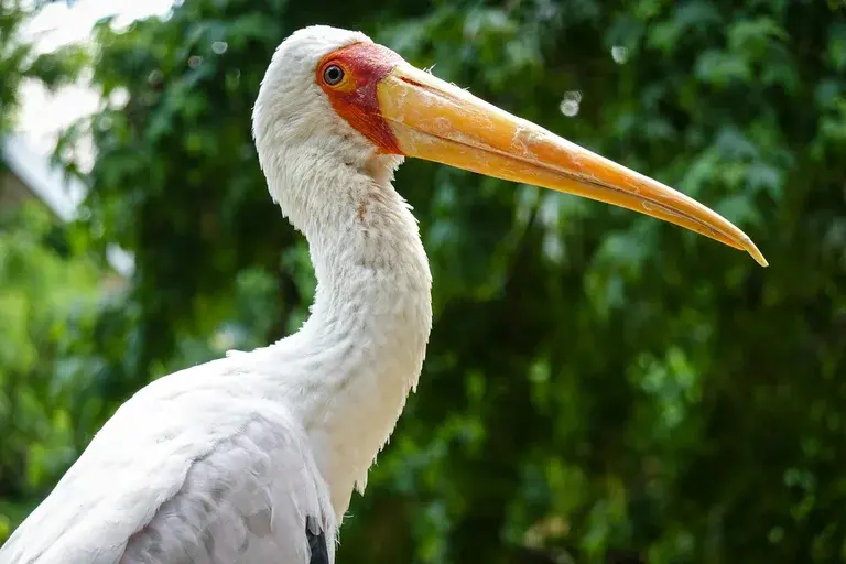 cegonha de bico amarelo, Mycteria ibis, ave aquática, pântanos, lagos, rios, África subsaariana, Madagascar, beleza, elegância, conservação, ecologia, natureza, observação de pássaros, vida selvagem