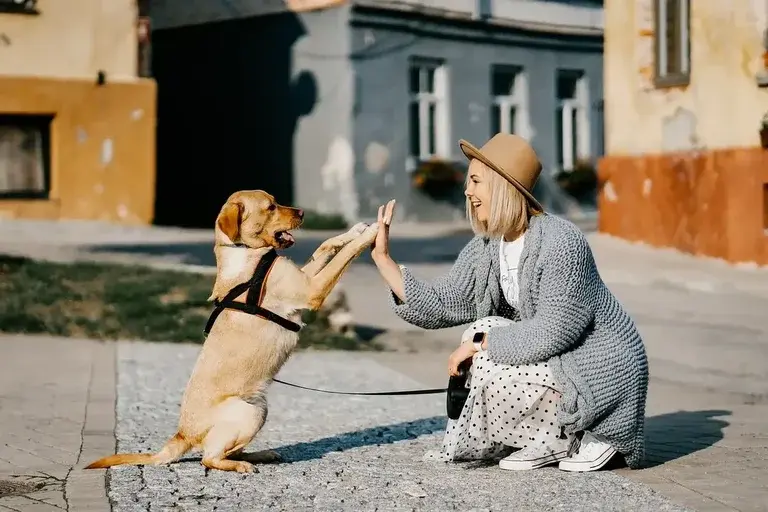 Chega de Puxões! Guia Completo para Ensinar seu Cão a Passear com Tranquilidade