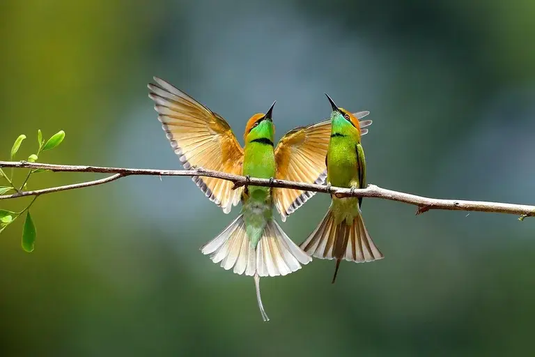 comedor de abelhas verde asiático, Merops orientalis, ave passeriforme, família Meropidae, Ásia tropical, abelhas, insetos voadores, características físicas, habitat, distribuição, dieta, reprodução, comportamento, importância ecológica, conservação, curiosidades