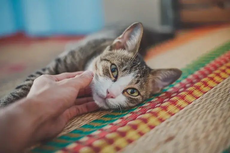 gato idoso, brincadeiras para gatos, gatos seniores, atividade para gatos, saúde de gatos, enriquecimento ambiental, bem-estar animal, catnip, varinha de pesca, bolinhas macias