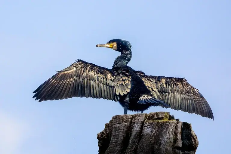 corvo-marinho, biguá, cormorão, ave aquática, mergulho, pesca, habitat, distribuição, alimentação, reprodução, comportamento, ecologia, conservação, curiosidades