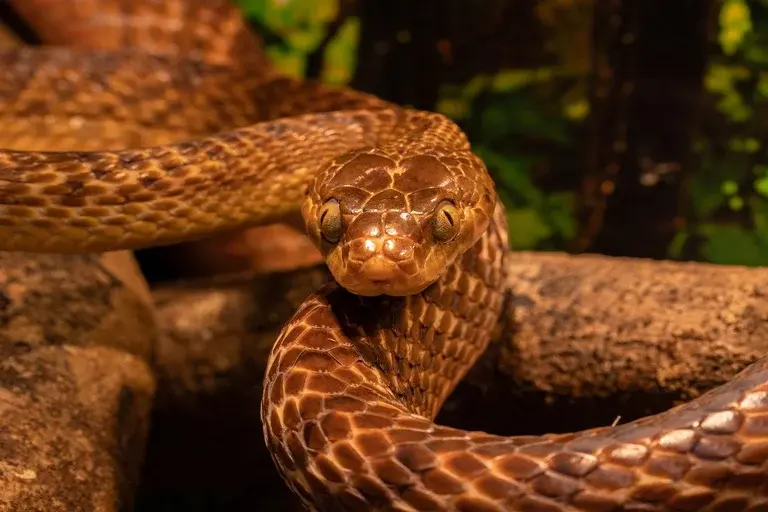 cobras, curiosidades, répteis, veneno, cascavel, jiboia, píton, muda de pele, língua bifurcada, órgão de Jacobson, ecdise, brille, controle de pragas, diversidade, animais