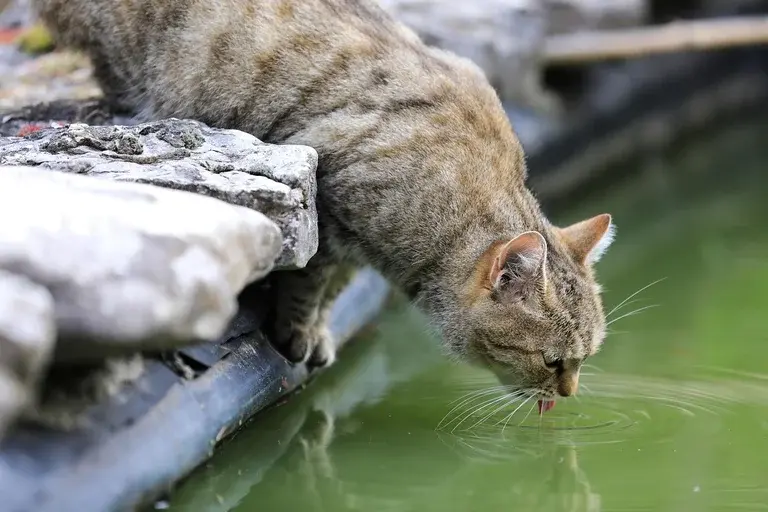 gato, água corrente, torneira, fonte, hidratação, vibrissas, instinto, comportamento felino, saúde do gato, dicas, enriquecimento ambiental