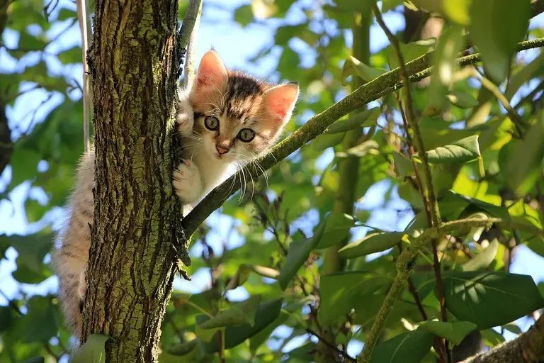 gatos, água, aversão, banho, comportamento felino, evolução, instintos, curiosidades, dicas, cuidados