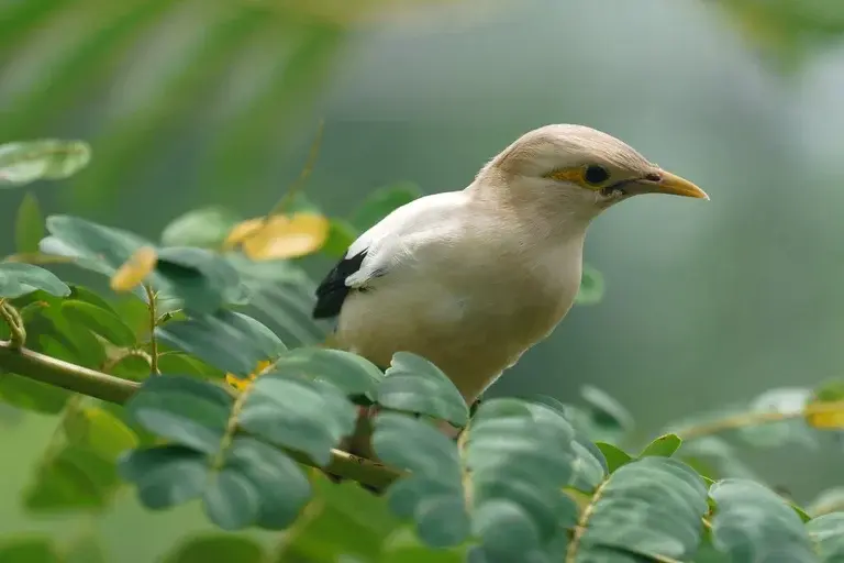 pássaro Mainá, Mainá, ave exótica, estorninho-falante, Gracula religiosa, pássaro falante, imitação, inteligência, alimentação, cuidados, gaiola, treinamento, curiosidades