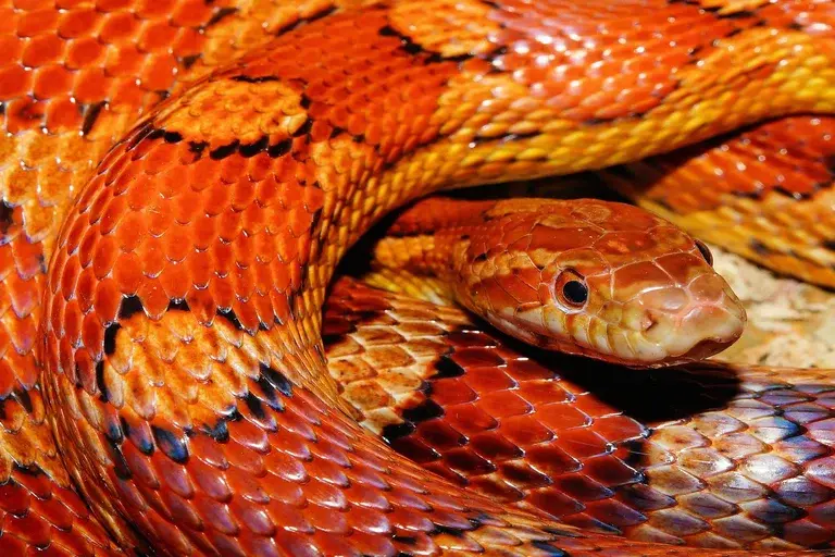 cobras, mitos sobre cobras, serpentes, veneno, cobras venenosas, desmistificando cobras, curiosidades sobre cobras, cobras do Brasil, preservação de cobras