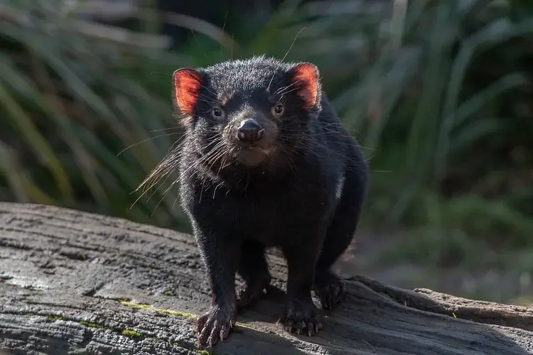 Diabo da Tasmânia, Sarcophilus harrisii, Marsupial, Tasmânia, Austrália, Doença do tumor facial do diabo, Conservação, Animal Ameaçado, Fauna Australiana