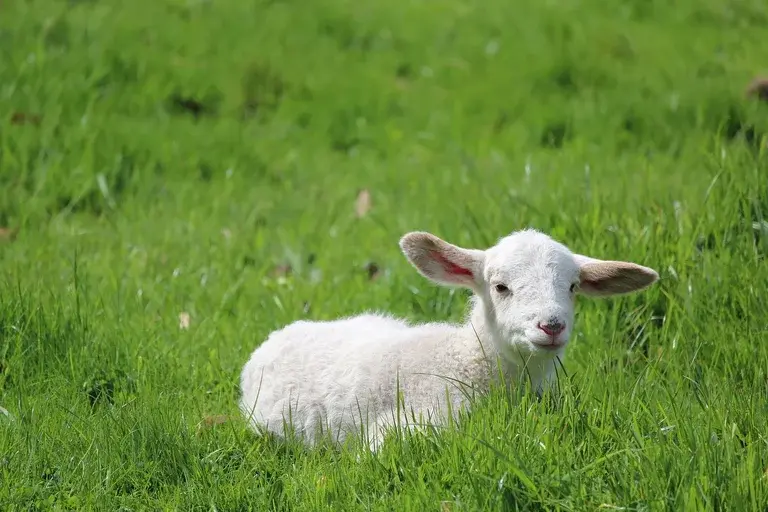 Ovelha Dolly, clonagem, Transferência Nuclear de Células Somáticas, TNCS, Ian Wilmut, Keith Campbell, medicina regenerativa, bioética, clonagem humana, animais geneticamente modificados, preservação de espécies