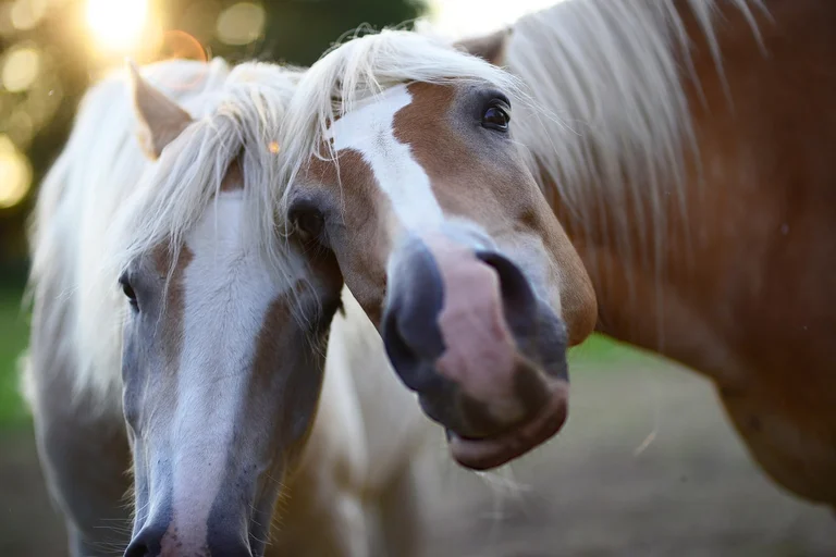 equoterapia, terapia com cavalos, benefícios da equoterapia, reabilitação com cavalos, fisioterapia com cavalos, psicologia com cavalos, desenvolvimento infantil, inclusão social, paralisia cerebral, síndrome de Down, autismo, TDAH