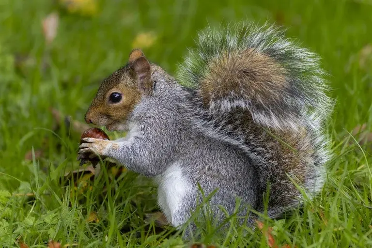 esquilo, esquilos, roedor, mamífero, floresta, habitat, comportamento, dieta, reprodução, ecologia, curiosidades, natureza, observação de animais