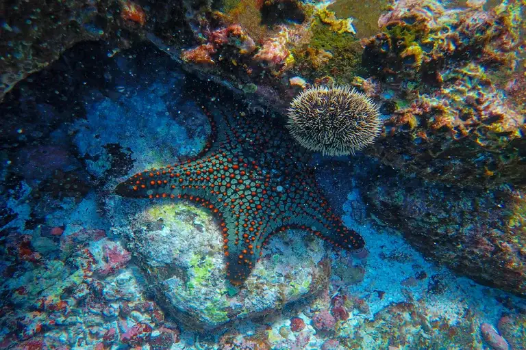 estrela-do-mar, estrela do mar, animais marinhos, oceanos, invertebrados, Echinodermata, regeneração, alimentação, reprodução, curiosidades