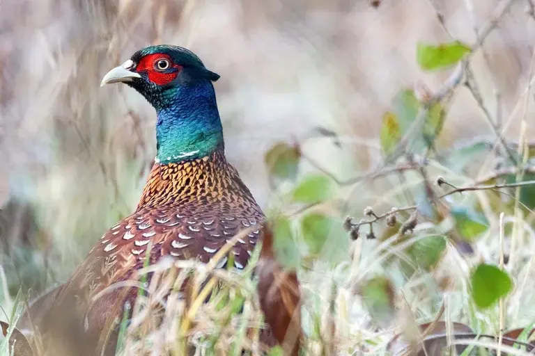 faisão, aves, pássaros, natureza, animais, criação de faisão, espécies de faisão, faisão-real, faisão-fagiano, faisão-dourado, faisão-prateado, curiosidades sobre faisão, alimentação de faisão, reprodução de faisão