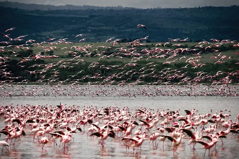 Flamingo, ave, rosa, plumagem, habitat, comportamento, alimentação, reprodução, conservação, espécie, colônia, migração, ameaças, curiosidades