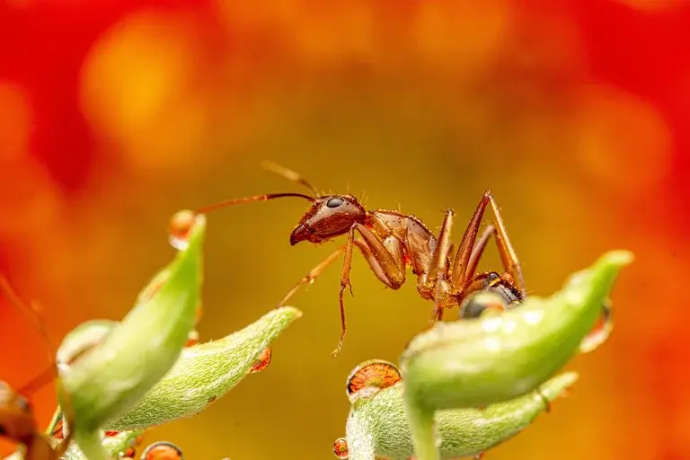 formigas, formiga, anatomia, comportamento, organização social, alimentação, importância ecológica, impacto humano, curiosidades