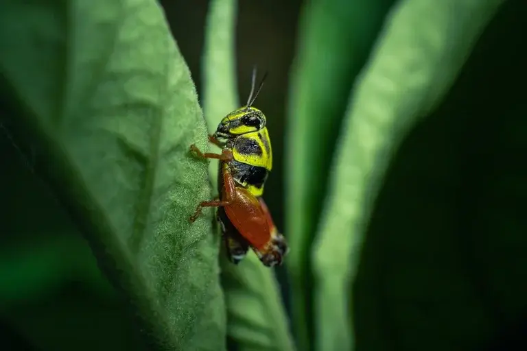 gafanhotos, características dos gafanhotos, alimentação dos gafanhotos, gafanhotos como pragas, controle de gafanhotos, ciclo de vida dos gafanhotos, impacto dos gafanhotos na agricultura, gafanhotos e ecossistema