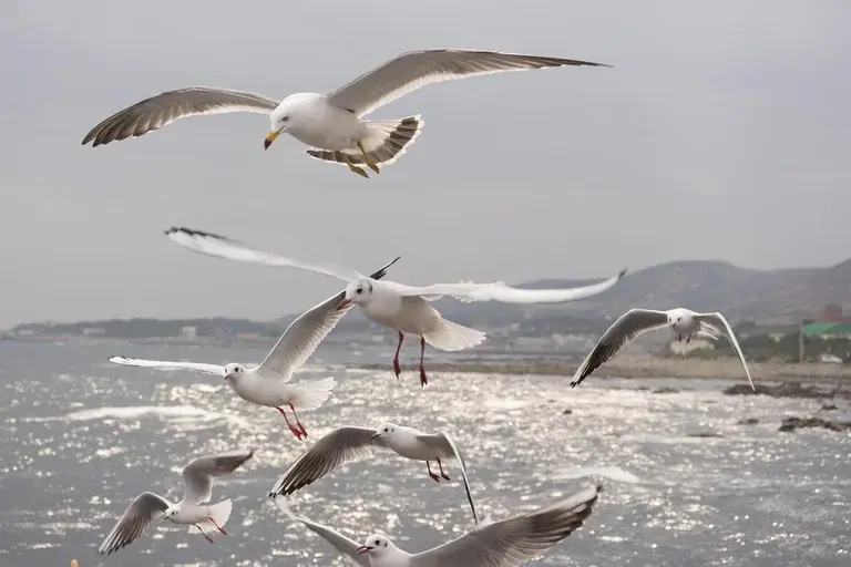 gaivotas, aves marinhas, alimentação, reprodução, comportamento, curiosidades, gaivota, gaivotas marinhas, espécies de gaivotas, gaivotas e humanos, ninho de gaivota, gaivotas voando, som de gaivota, gaivota comida, gaivotas no mar