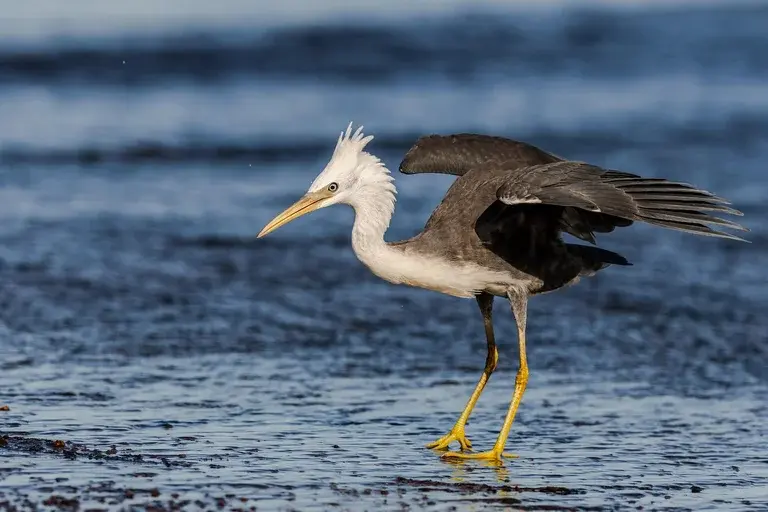 garça, aves, pássaros, ecossistemas aquáticos, natureza, fauna, predadores, peixes, observação de aves, biologia, ecologia