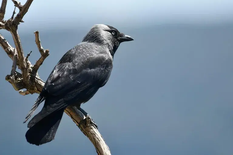 Gralhas, Pássaros inteligentes, Família Corvidae, Comportamento das gralhas, Alimentação das gralhas, Habitat das gralhas