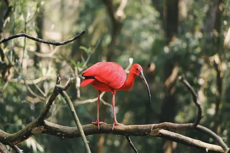 guará, íbis-escarlate, ave, pássaro, manguezal, estuário, alimentação, comportamento, reprodução, ecologia, conservação, Brasil, América do Sul, caranguejo, vermelho, natureza, fauna, ornitologia