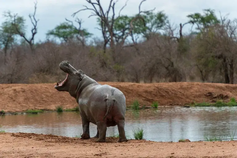 Hipopótamos, África, Animais selvagens, Herbívoros, Rios, Lagos, Conservação, Meio ambiente, Ecologia, Curiosidades